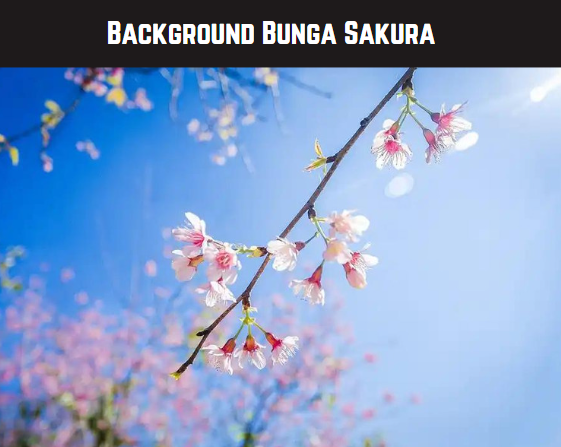 Background Bunga Sakura