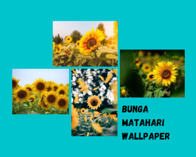 Bunga Matahari Wallpaper