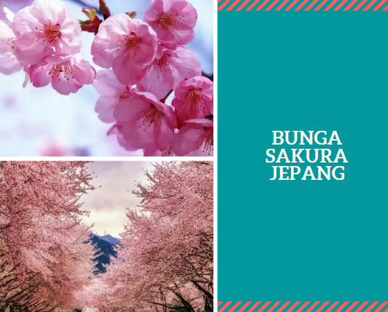 Bunga Sakura Jepang
