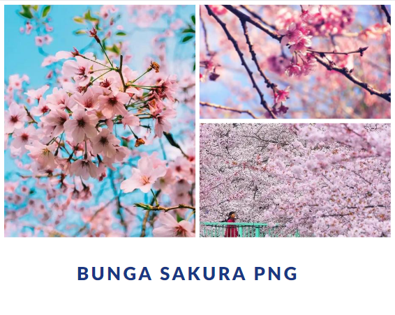 Bunga Sakura Png