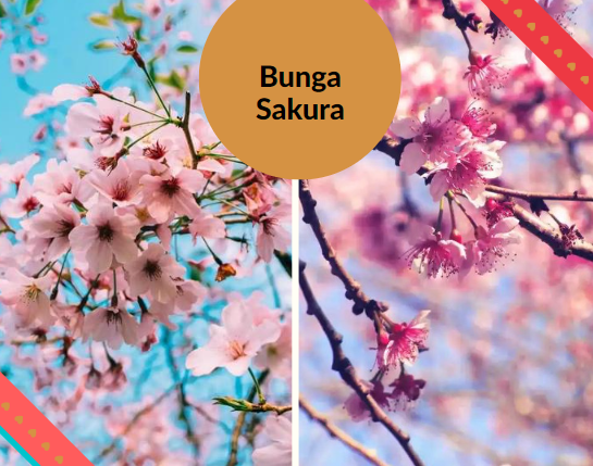 Bunga Sakura