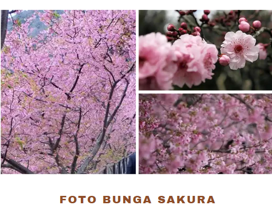 Foto Bunga Sakura