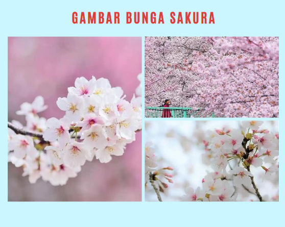 Gambar Bunga Sakura