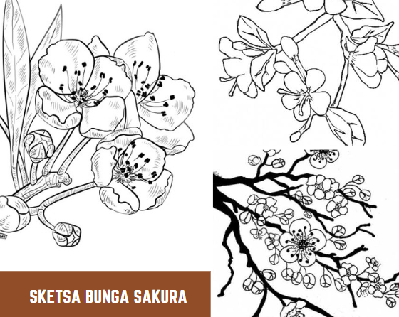 Sketsa Bunga Sakura
