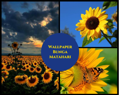 Wallpaper Bunga Matahari