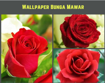 Wallpaper Bunga Mawar