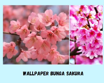 Wallpaper Bunga Sakura