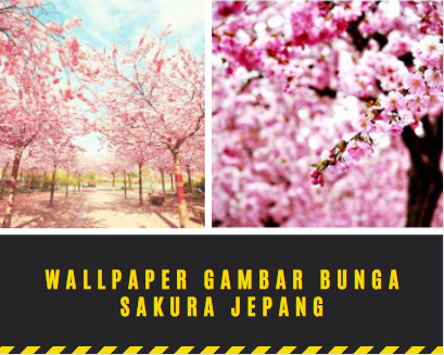 Wallpaper Gambar Bunga Sakura Jepang