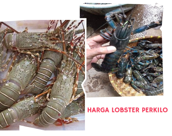 Harga Lobster Perkilo Air Tawar May 2024