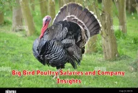 Big Bird Poultry Salaries and Company Insights