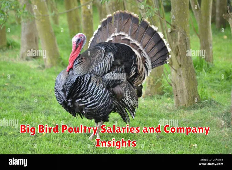 Big Bird Poultry Salaries and Company Insights